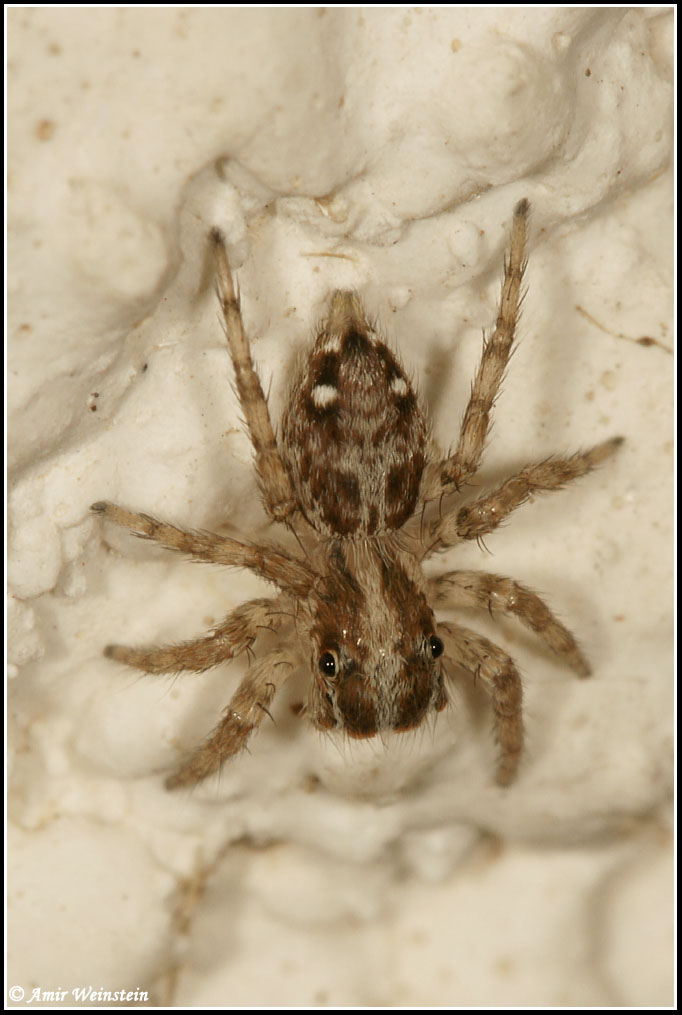 Araneae d''Israele